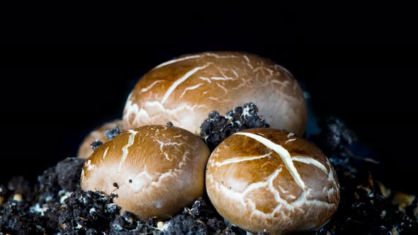 The Rapid Growth of Champignons alt
