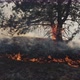 Fire Destroys The Roots Of The Forest - VideoHive Item for Sale