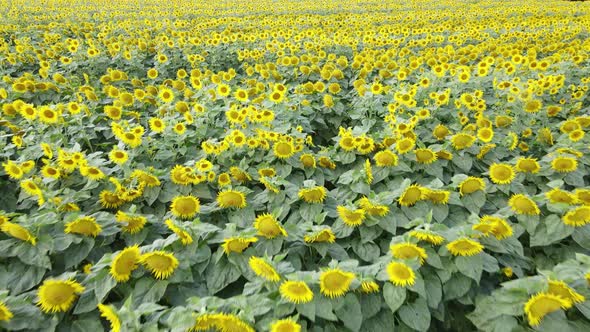Aerial View of a Field with Sunflowers alt