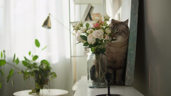 Cat Sitting on Shelf Closeup Scottish Fold Portrait alt