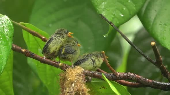 orange bellied flowerpecker is feeding its chicks on the tree alt