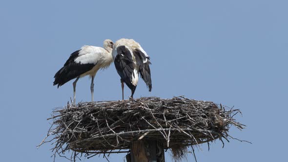 Wild white storks resting in home-made nest against blue sky in summer,close up - 4K Prores footage alt