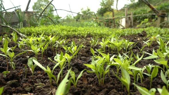 Corn Sprouts On Soil 1