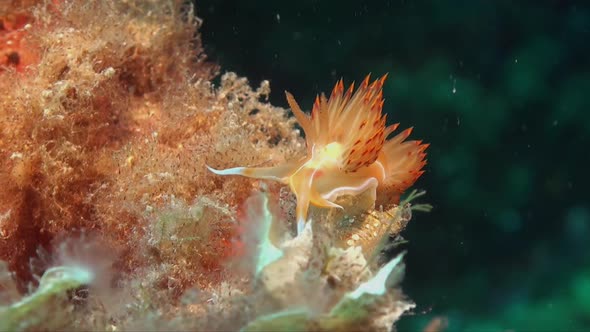 REd and orange Flabellina nudibranch on coral reef alt