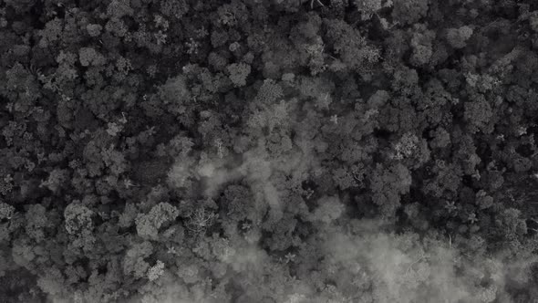 Black and white aerial top view over a tropical forest covered in fog alt