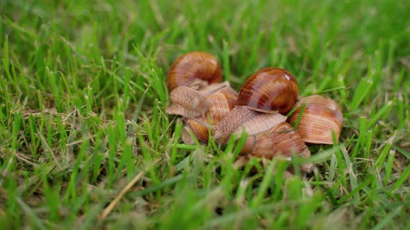 Snails Group Crawling on Green Grass Closeup Outdoors. Molluscs in Nature alt