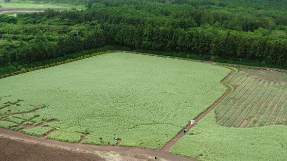 A landscape of vast buckwheat flower fields. Drone shot. Jeju Island