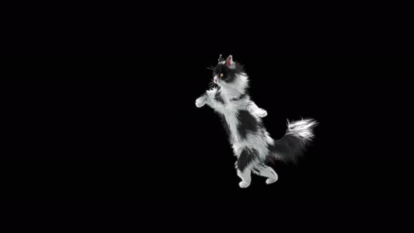 Cat Dancing 4K alt