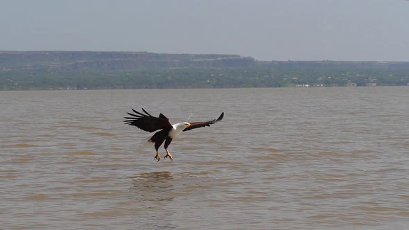 African Fish-Eagle, haliaeetus vocifer, Adult in flight, Fish in Claws, Fishing at Baringo Lake alt