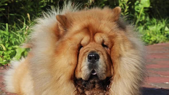 Portrait of a Purebred Dog Chow Chow