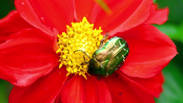 Cetonia Aurata on the Red Dahlia Flower alt