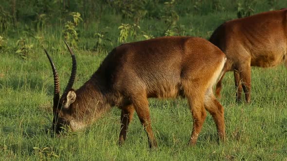 Male Waterbuck Feeding