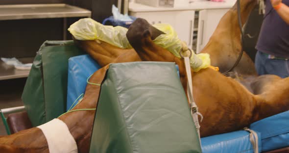 Male veterinarian trimming a horse 