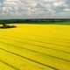 Field of Flowering Rapeseed Field - VideoHive Item for Sale