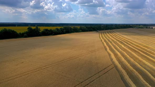 Gorgeous dry wheat on endless field. alt