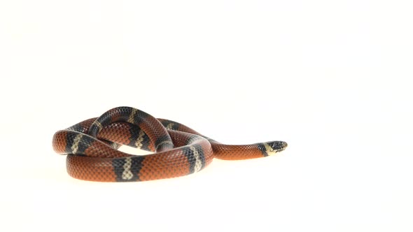 Sinaloan Milk Snake, Lampropeltis Triangulum Sinaloae, in Front of White Background alt