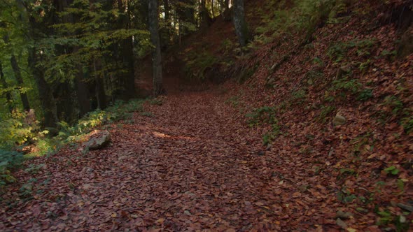 Camera is Following the Mountain Path Covered with Fallen Dried Leaves and Turning View Up to the