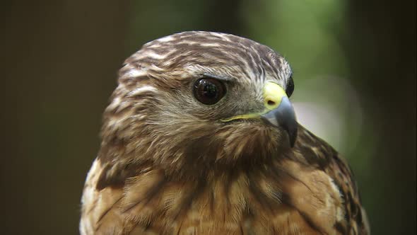 close up shot of red tailed hawk alt