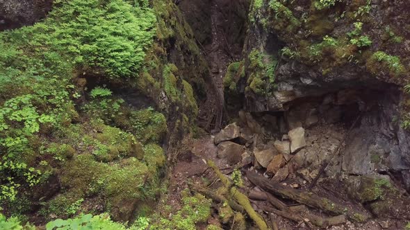 Beautiful view of mysterious forest alt