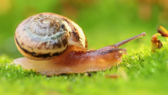 Close-up of a Snail Slowly Creeping in the Sunset Sunlight. alt