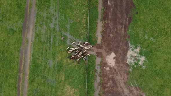 Sheep Getting Herded By Working Sheep Dog Boeder Collie Birds Eye View alt