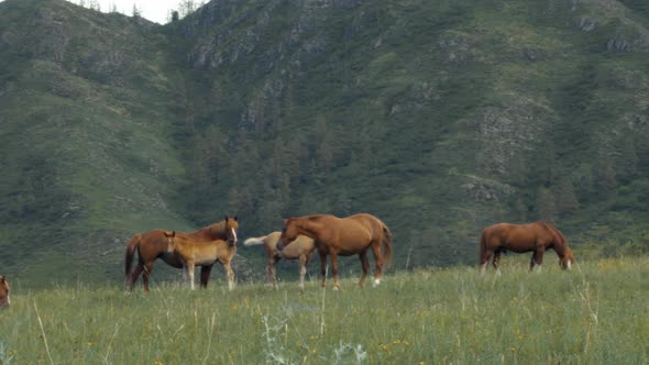 A Herd of Brown Horses with Foals Quietly Graze in a Meadow in the Mountains