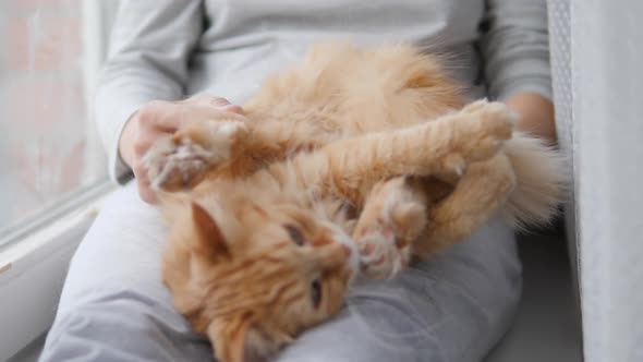 Woman Is Stroking Cute Ginger Cat on Windowsill. Fluffy Pet Purring with Pleasure. Cozy Home. alt