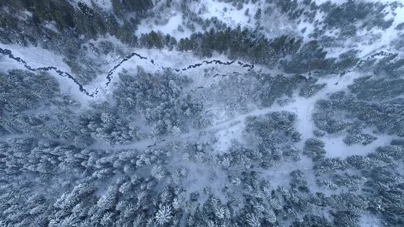 Flying Over Winter Forest in the Mountains. Pines Covered with Frost and Snow, Frozen Mountain alt