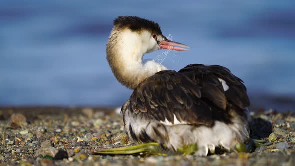 Great Crested Grebe alt
