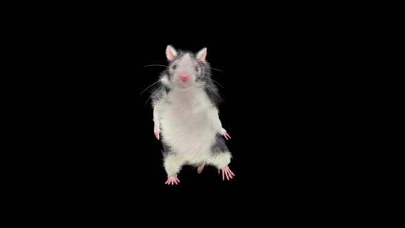 Rat Dancing Hd, Motion Graphics | VideoHive