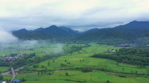 Aerial view drone flying over the paddy rice fields with Nature in morning and fog.