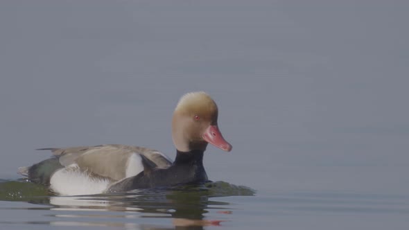 Red Crested Pochard