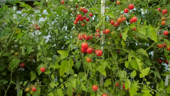 Agriculture Concept alt