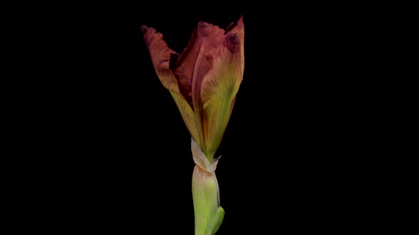 Timelapse of Growing Iris Flower