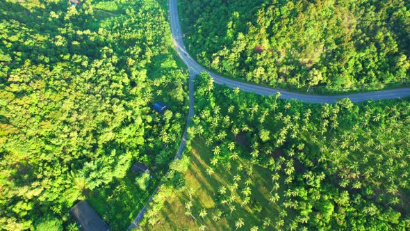 Drone is flying over a coconut grove at sunrise alt