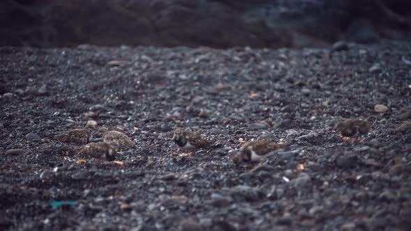 A Flock of Small Coastal Birds Ruddy Turnstone Turns Over Pebbles and Digs Up Trash alt