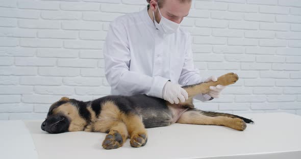 Cute German Shepherd Puppy Getting Medical Care at Clinic alt