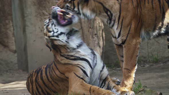 Cuddling tigers. Sumatran tiger (Panthera tigris sumatrae).