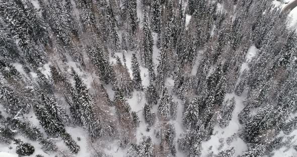 Forward Overhead Vertical Aerial Above Woods Snowy Forest alt