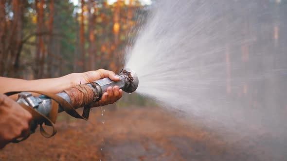 Men's Hands Hold a Fire Hose From Which Water Runs Under Pressure in Pine Forest alt