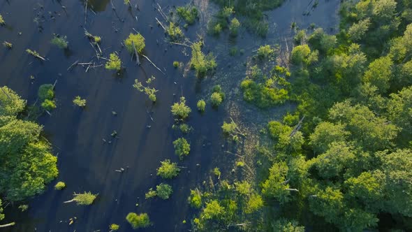 Camera Slowly Pulls Upwards And Ends In The Bird's Eye View Of The Swamp