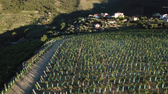 Swiftly flying over a vinyard in the Douro Valley and tilting up to view a Portuguese manor complex alt