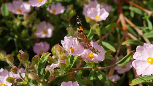 A painted lady butterfly insect feeding on nectar and collecting pollen on pink wild flowers during alt