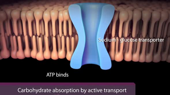 In the small intestine, pancreatic amylase begins to break down polysaccharides into disaccharides. alt