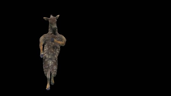 34 Zebra Dancing HD alt