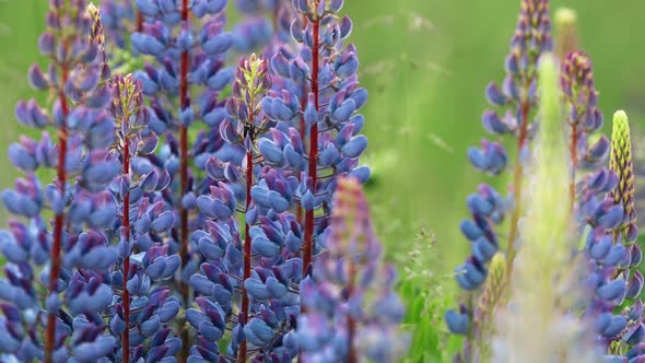 Bush Of Wild Flowers Lupine In Summer Field Meadow Panorama Summer Background alt