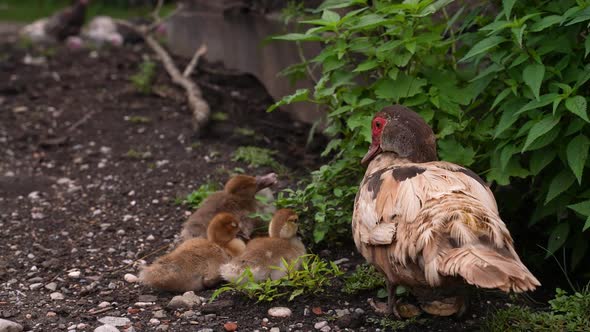 Female Duck with Her Baby Duckling alt