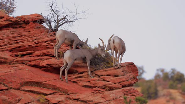 Wild Bighorn Sheep in Zion National Park alt