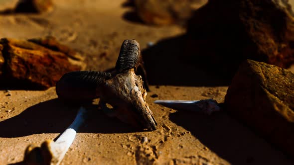 Ram Skull at Sand Beach alt