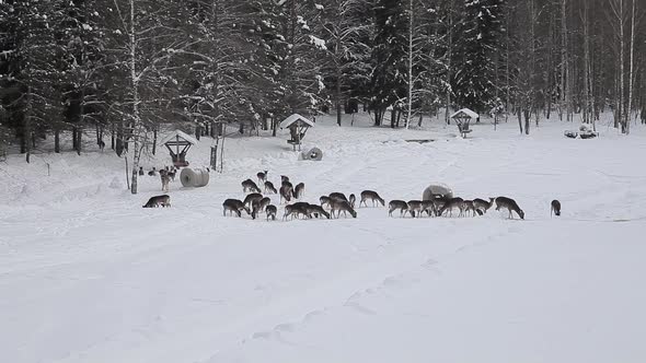 A Large Herd of European Fallow Deer Mouflon Red Deer on the Trough